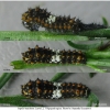 pap mach larva2 volg